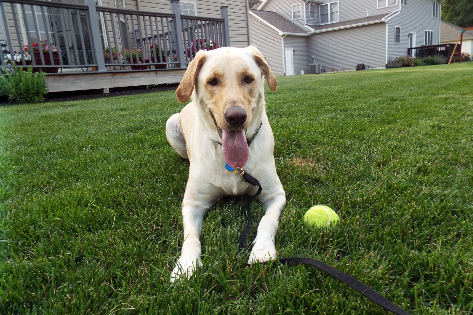 Pet sitting photo 01