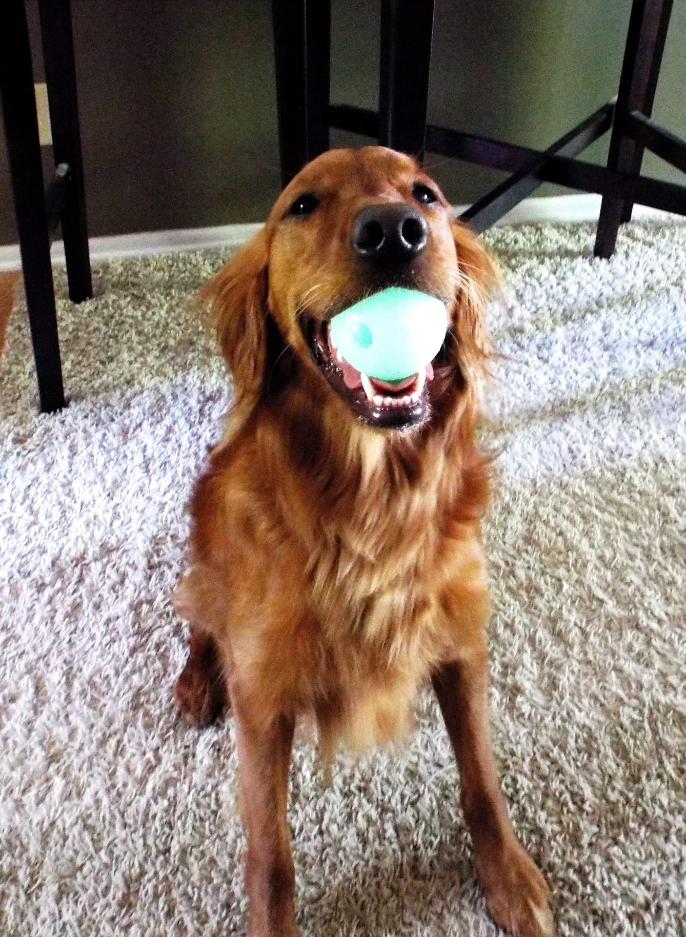 Pet sitting photo 02