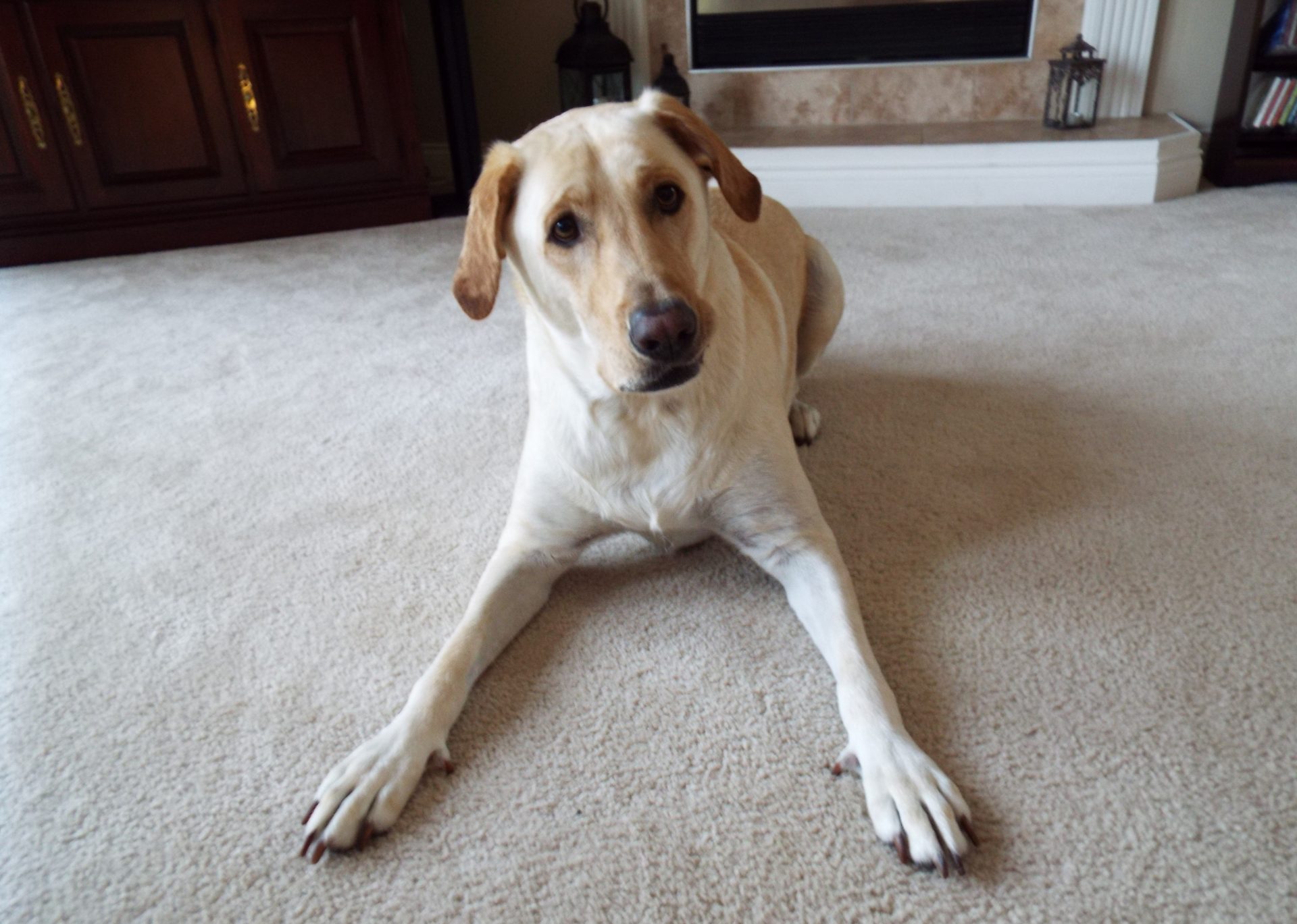 Pet sitting photo 03