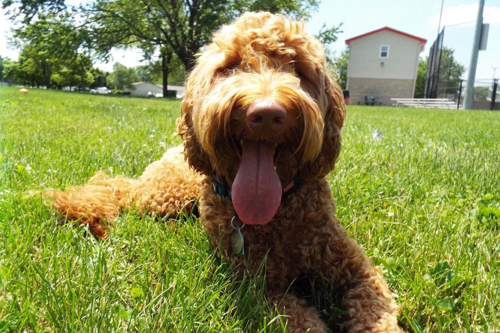 Pet sitting photo 04