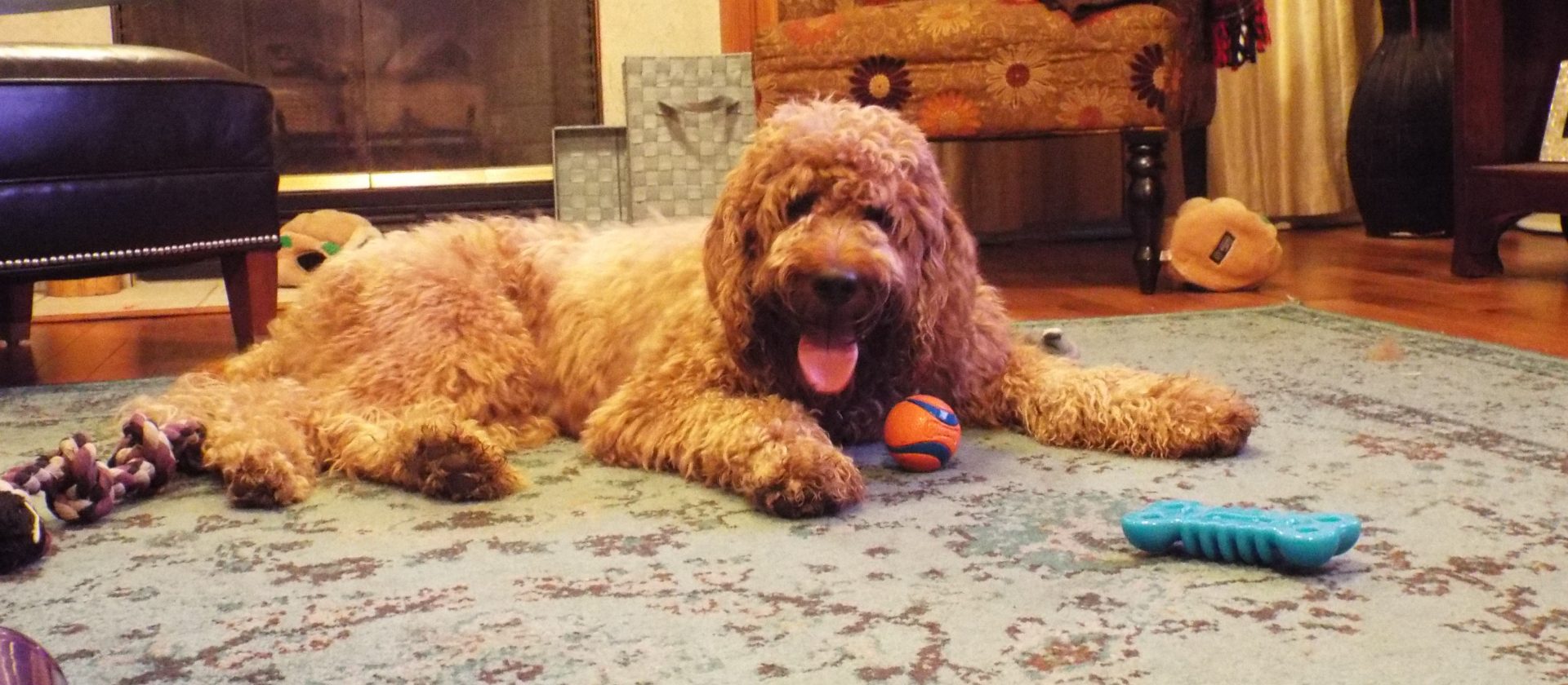 Pet sitting photo 06