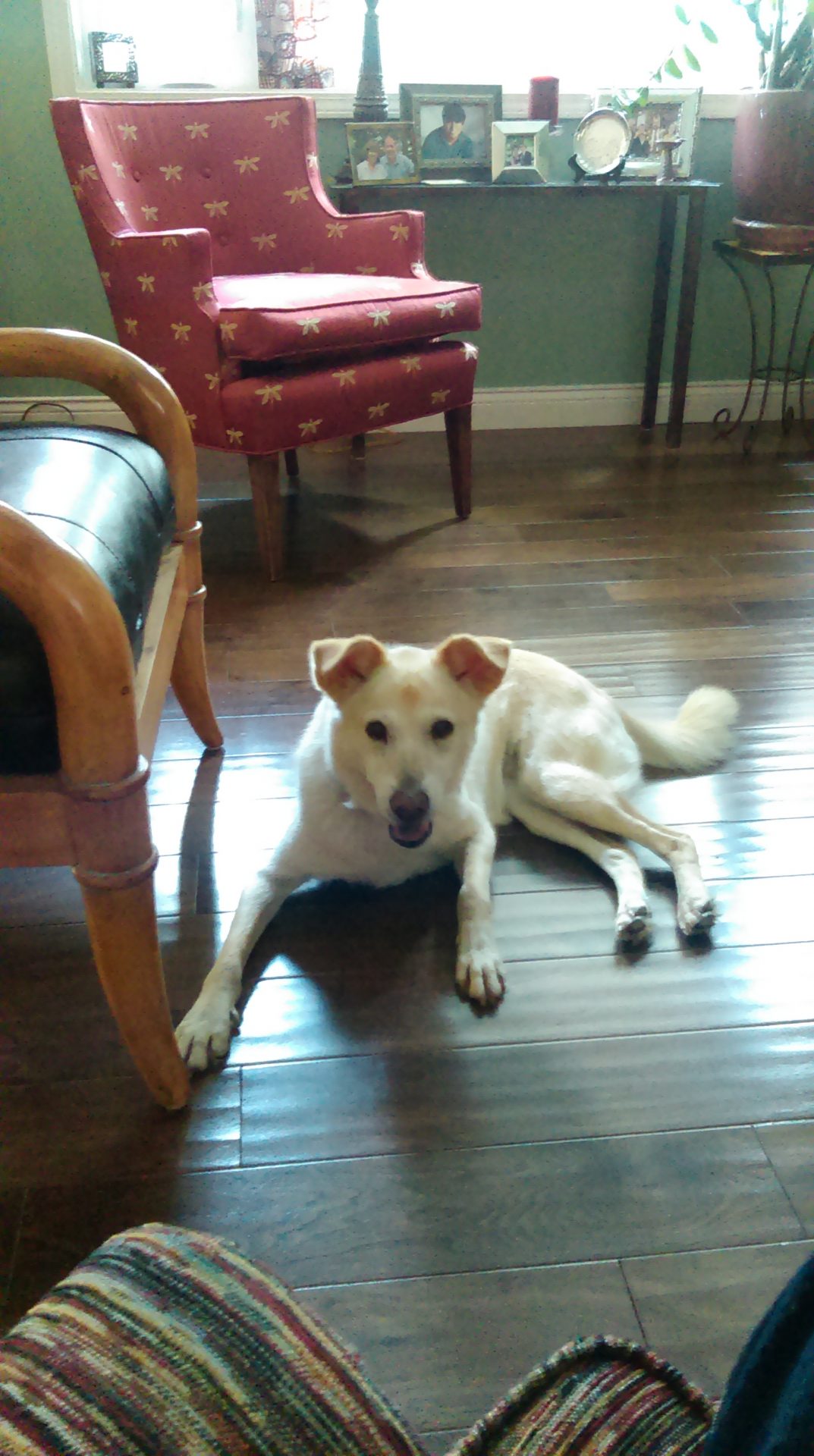 Pet sitting photo 07