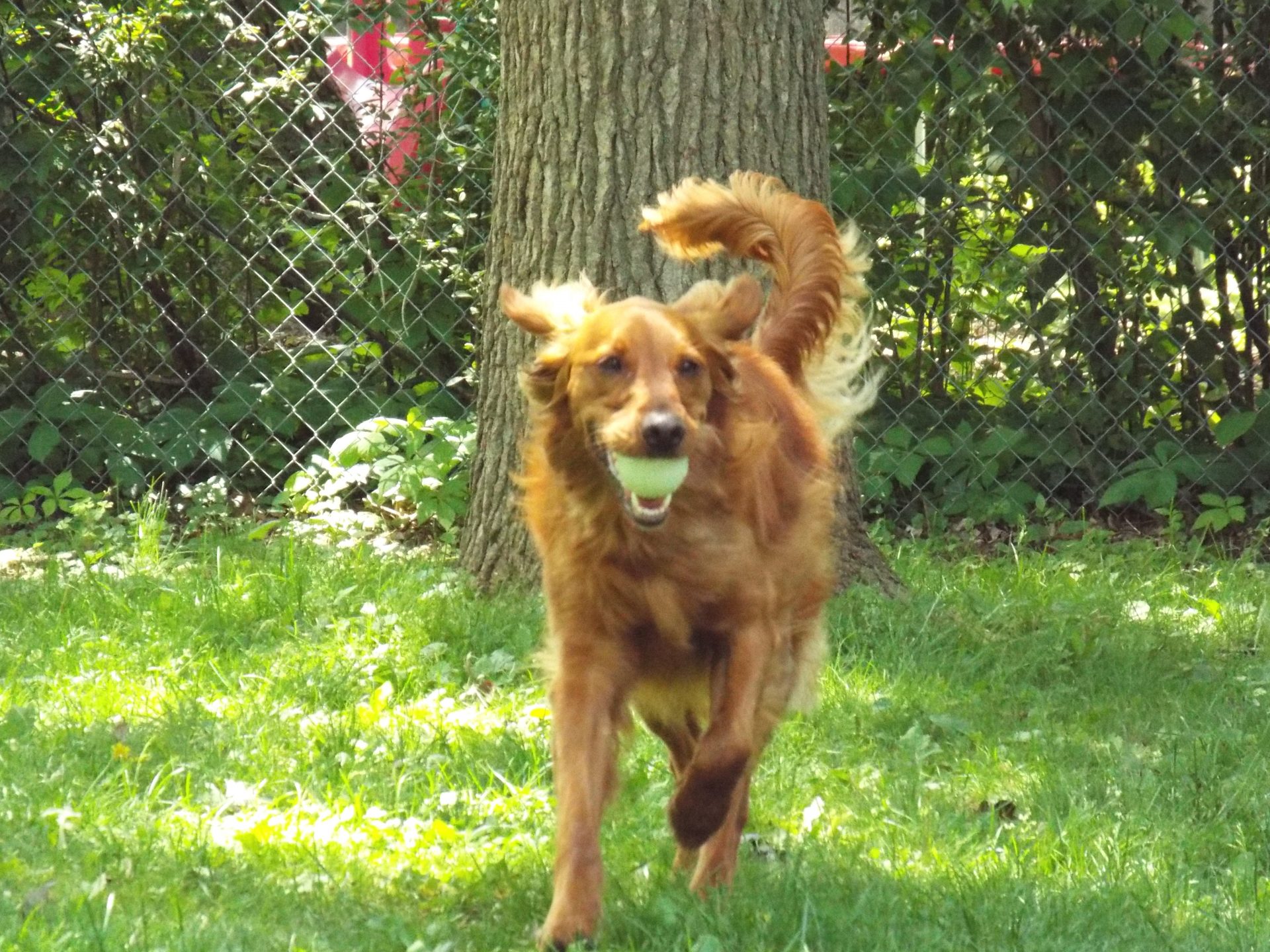 Pet sitting photo 08