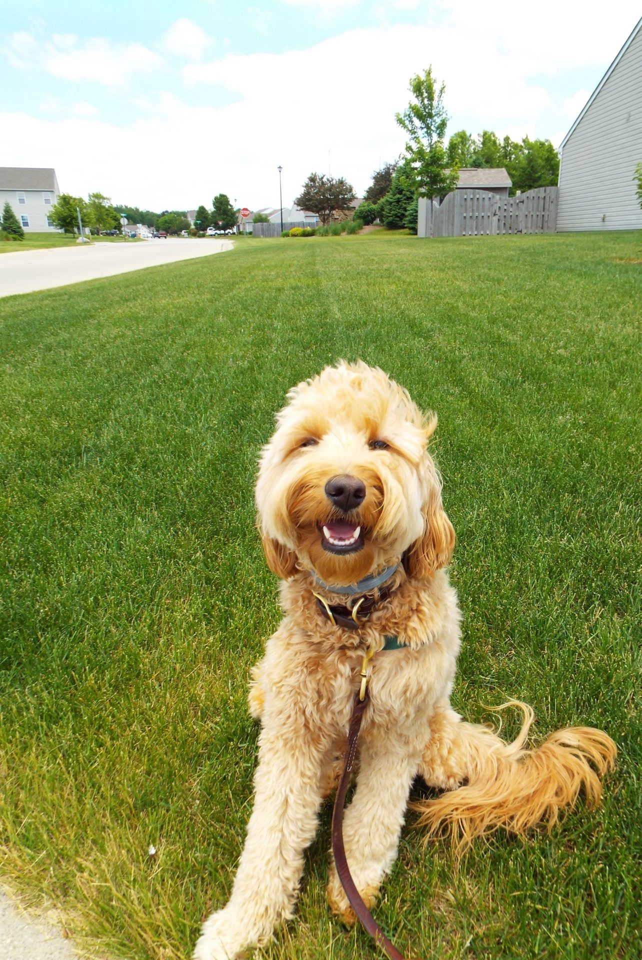 Pet sitting photo 09