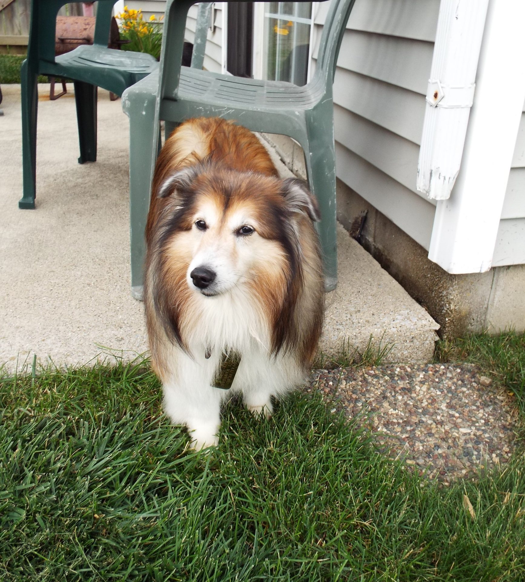 Pet sitting photo 10