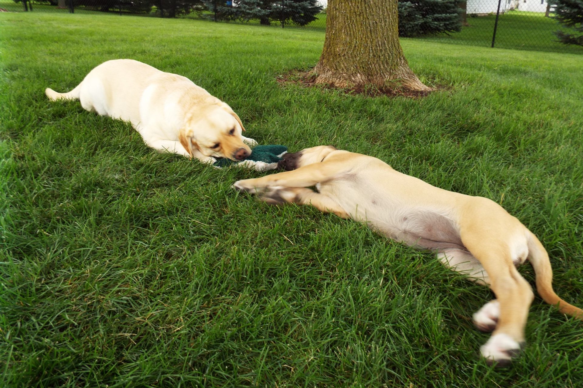 Pet sitting photo 11