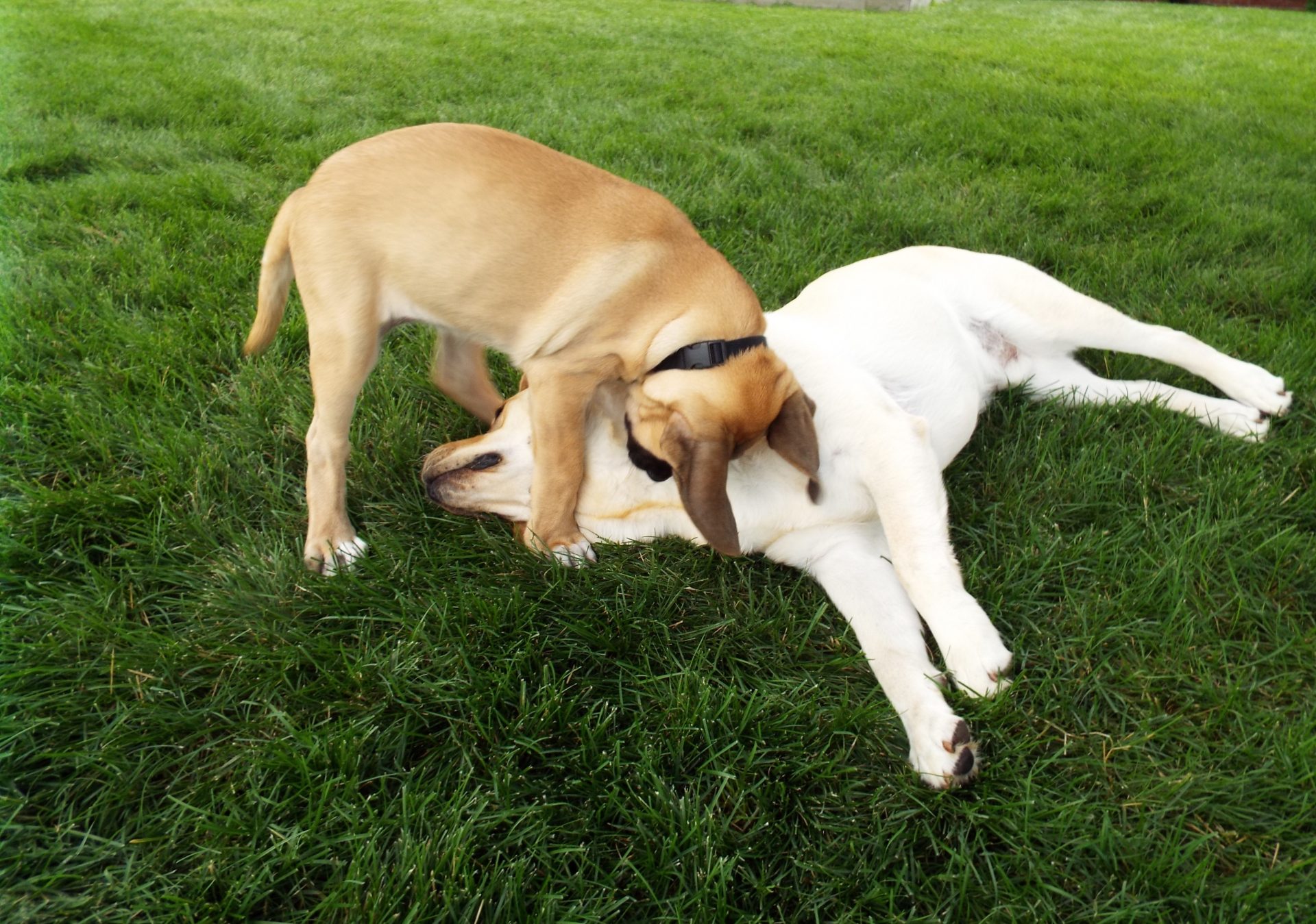 Pet sitting photo 12