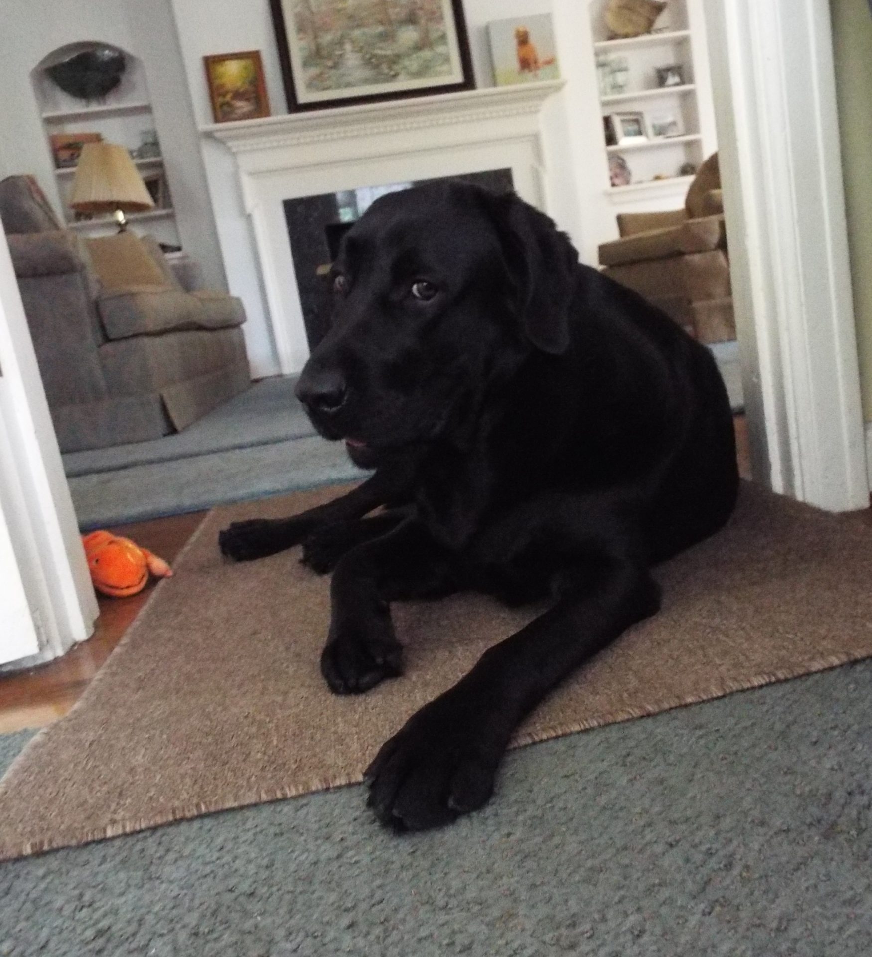 Pet sitting photo 13