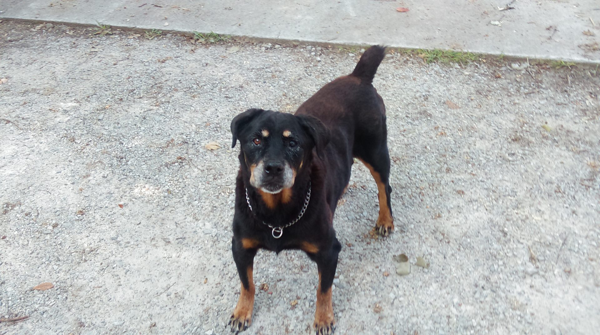 Pet sitting photo 14