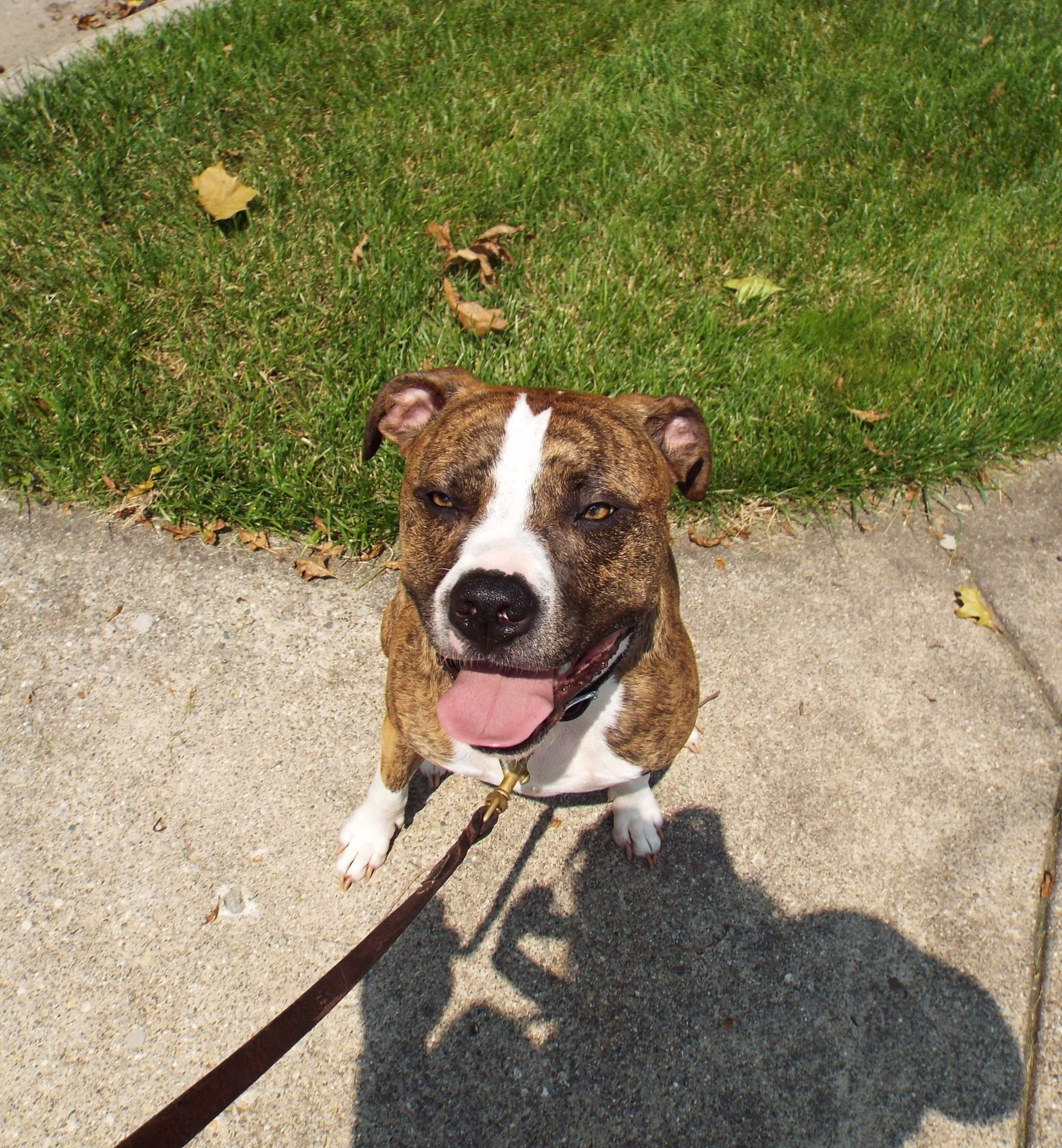 Pet sitting photo 15