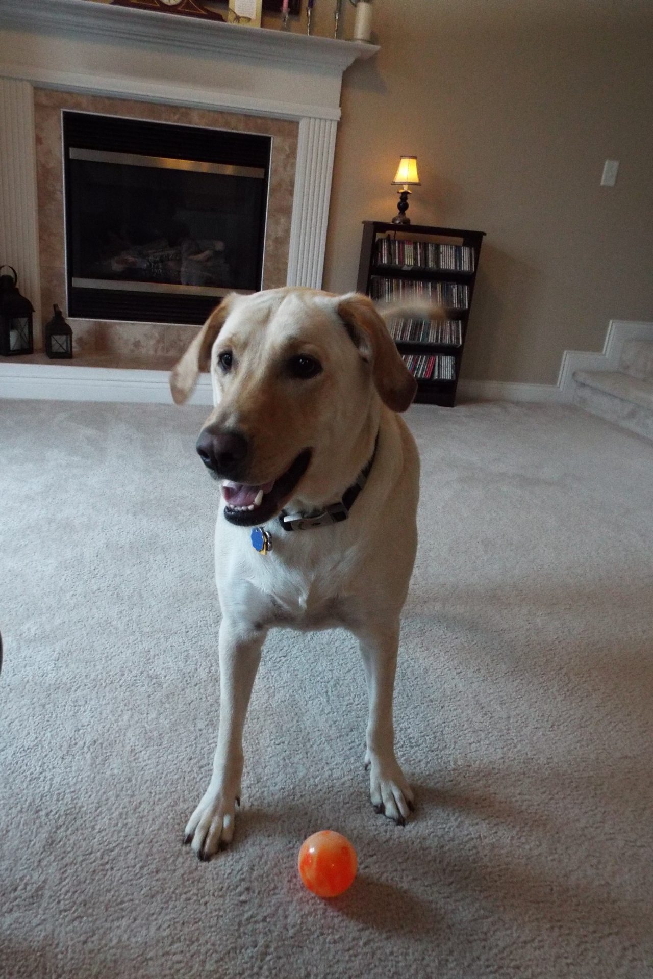 Pet sitting photo 16