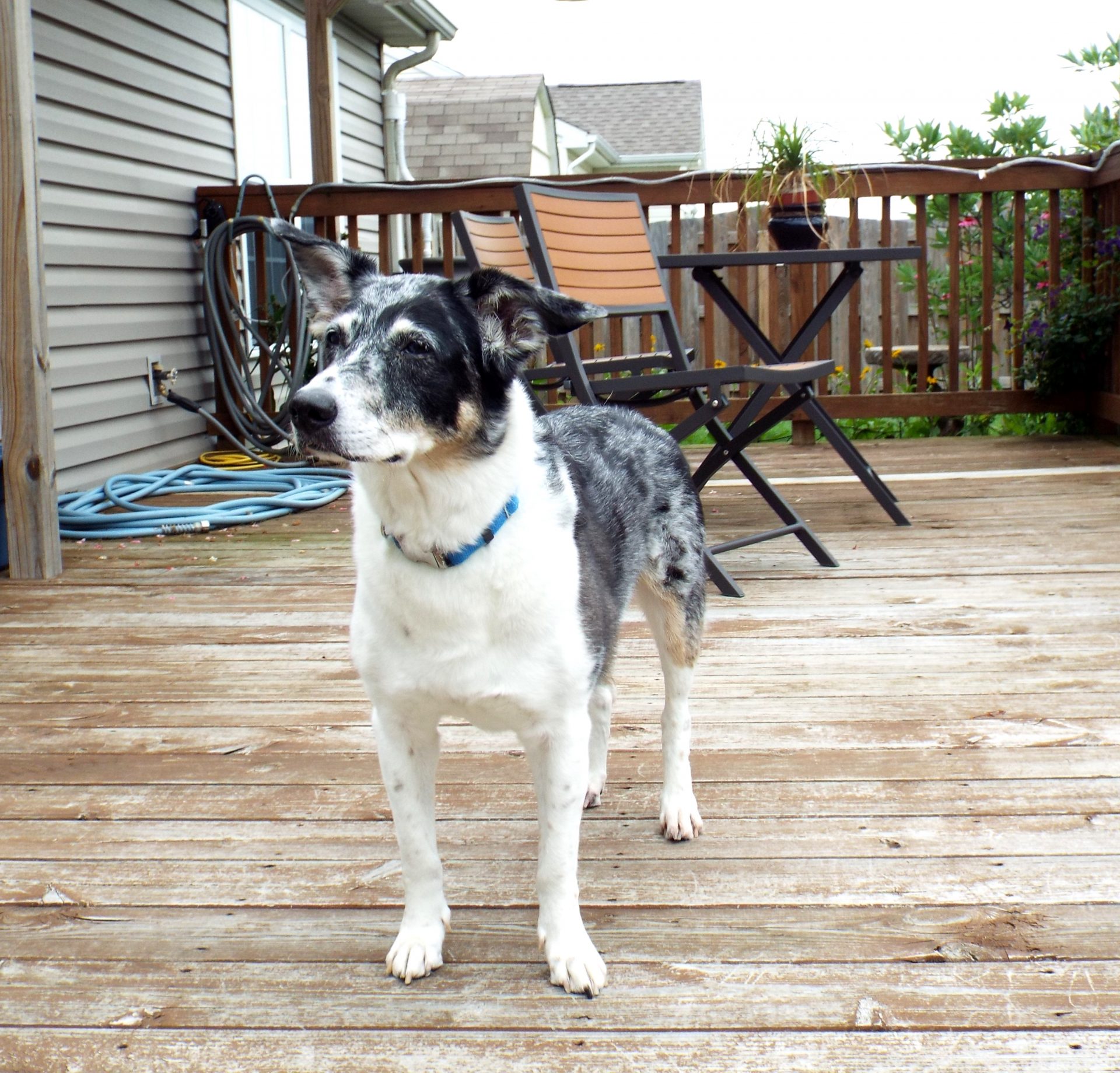 Pet sitting photo 17