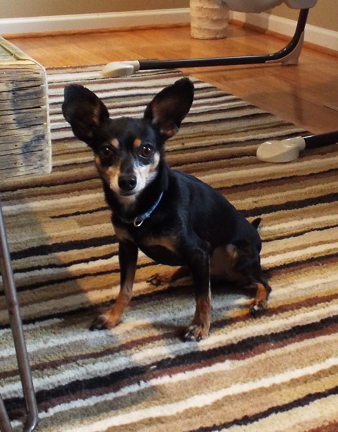 Pet sitting photo 18