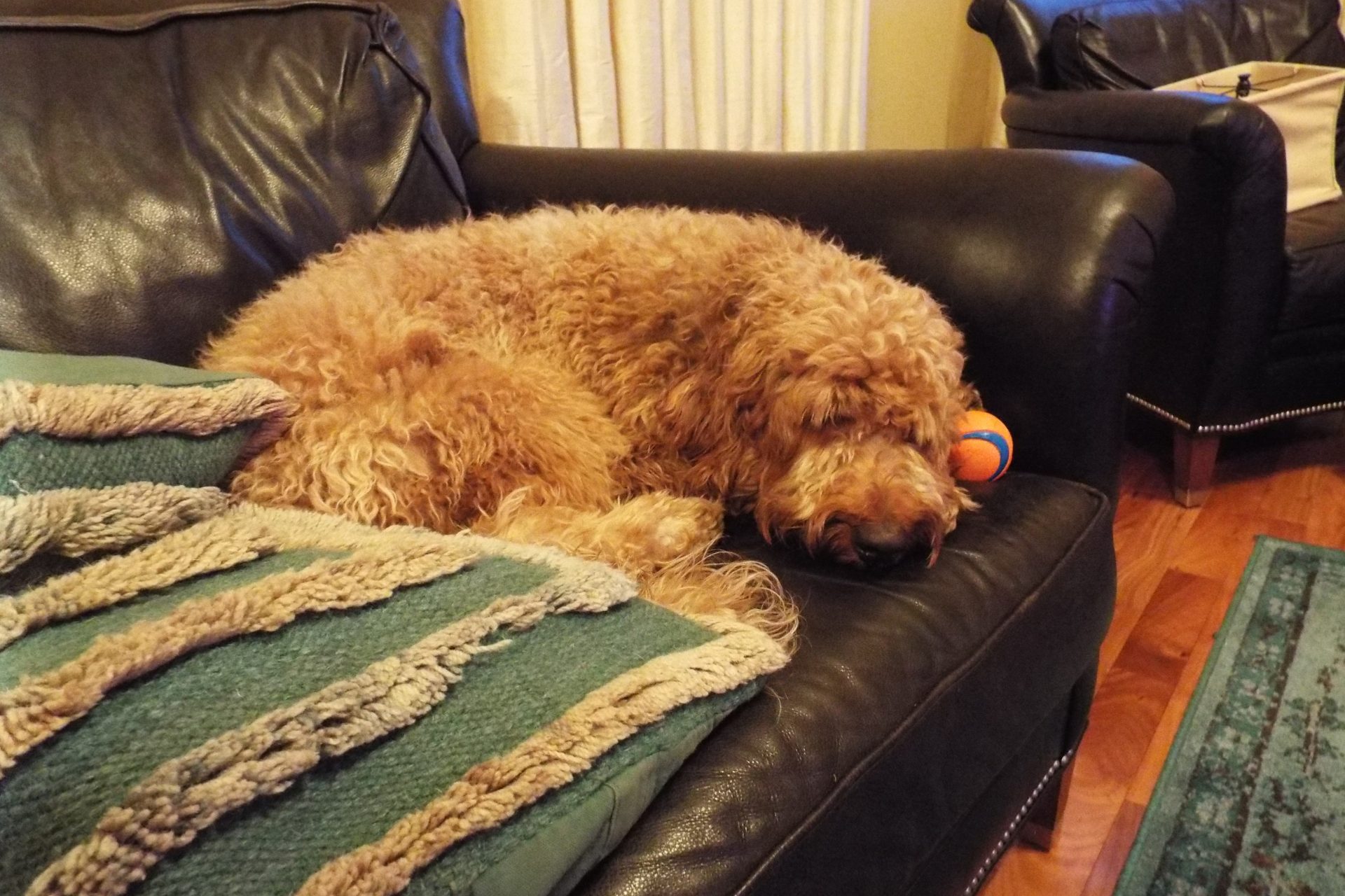 Pet sitting photo 19