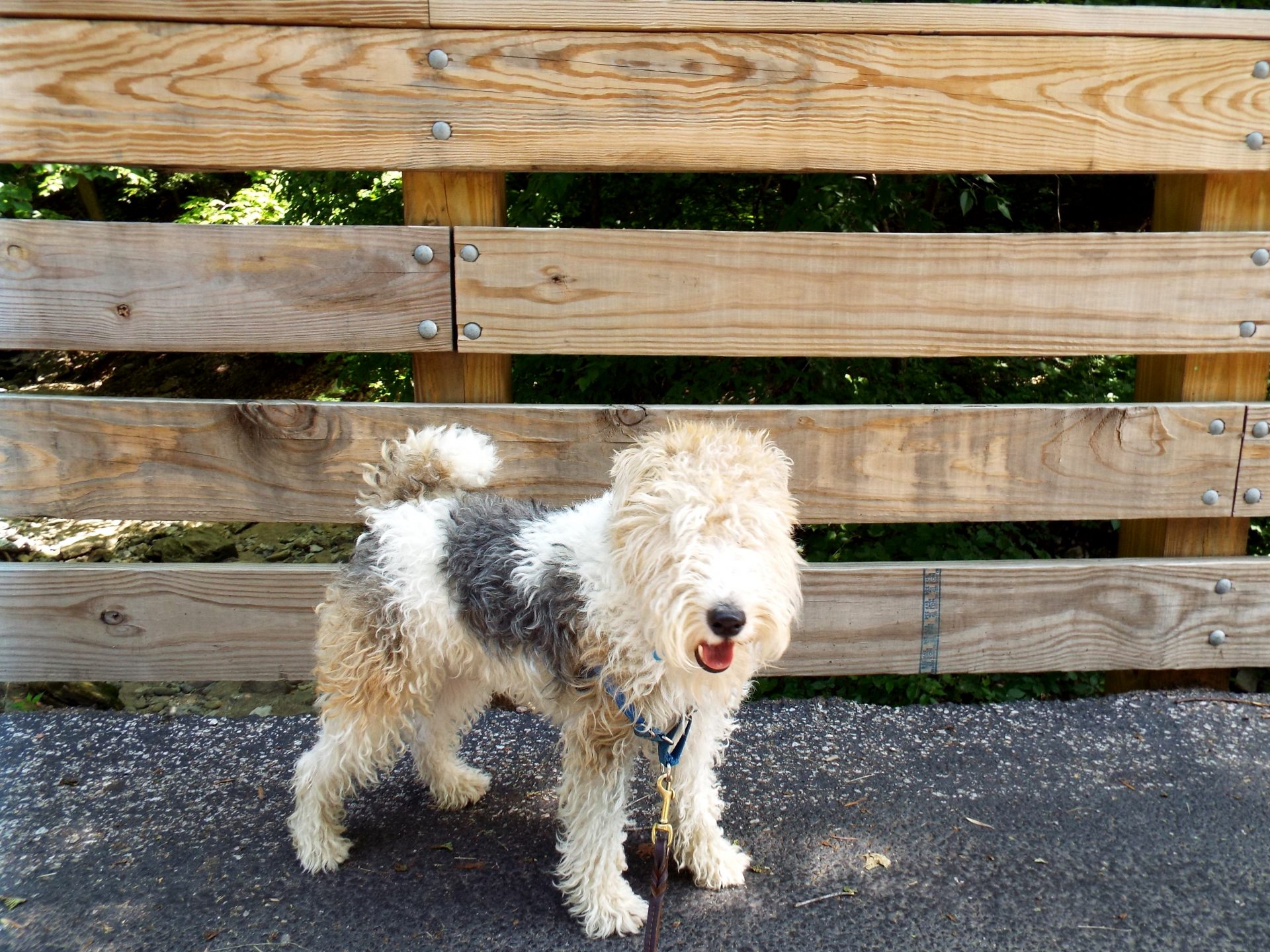 Pet sitting photo 20